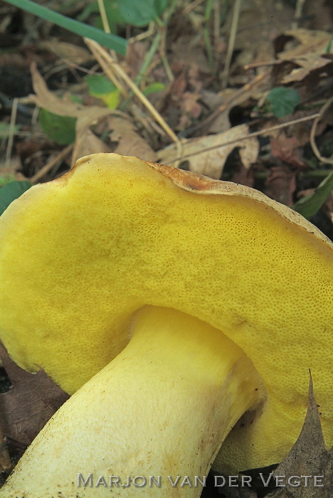 Goudporieboleet - Hemileccinum impolitus