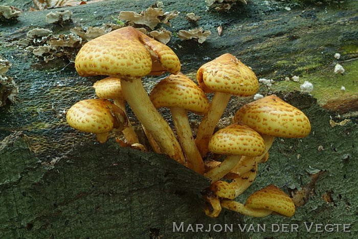 Goudvliesbundelzwam - Pholiota adiposa