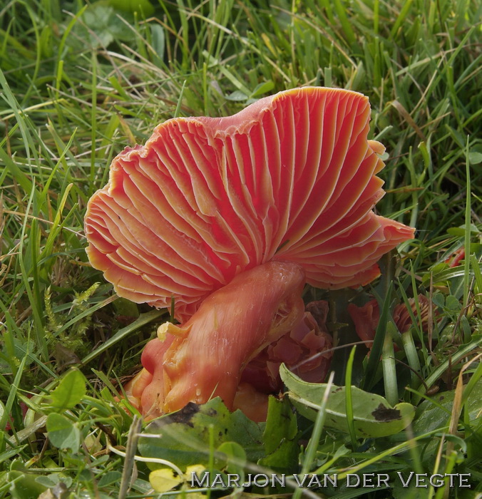 Granaatbloem wasplaat - Hygrocybe punicea