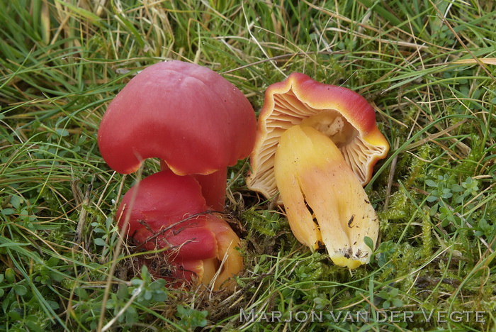 Granaatbloem wasplaat - Hygrocybe punicea