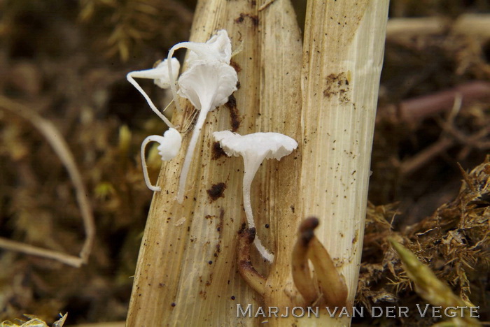 Grashalmmycena - Hemimycena epichloe