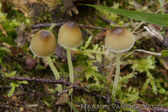 Graskleefsteelmycena - Mycena epipterygia