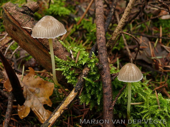 Graskleefsteelmycena - Mycena epipterygia