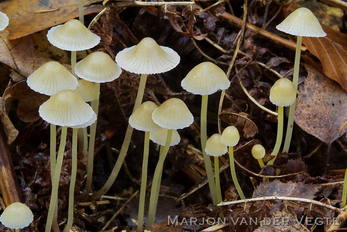 Graskleefsteelmycena - Mycena epipterygia