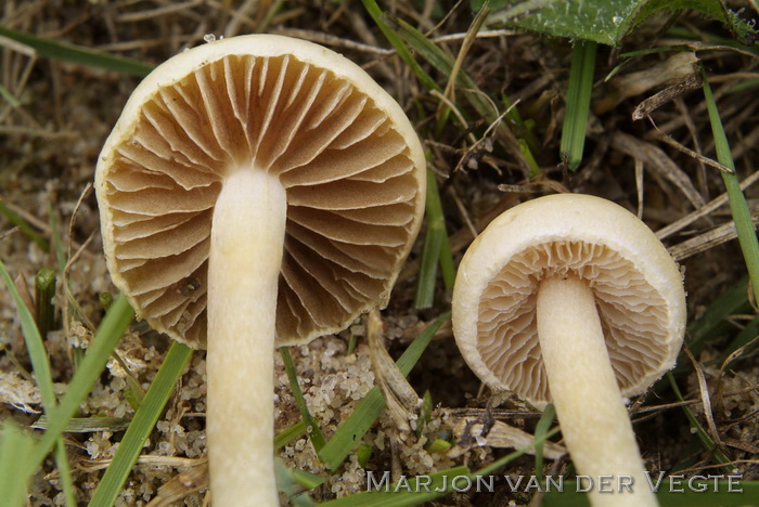 Grasleemhoed - Agrocybe pediades