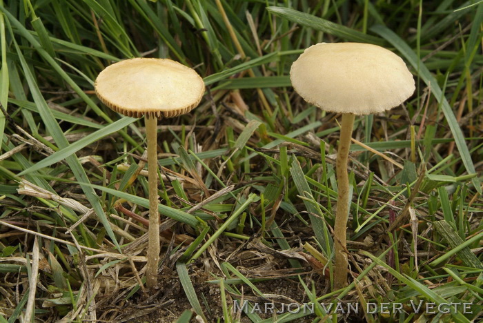 Grasleemhoed - Agrocybe pediades