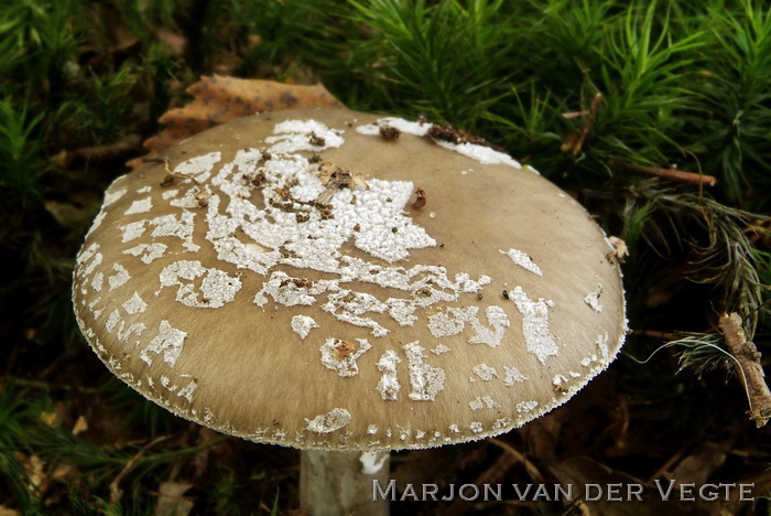 Grauwe amaniet - Amanita excelsa