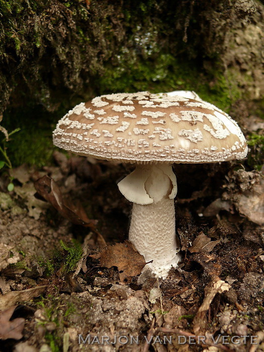 Grauwe amaniet - Amanita excelsa