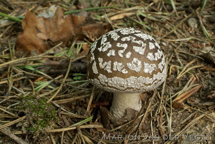 Grauwe amaniet - Amanita excelsa