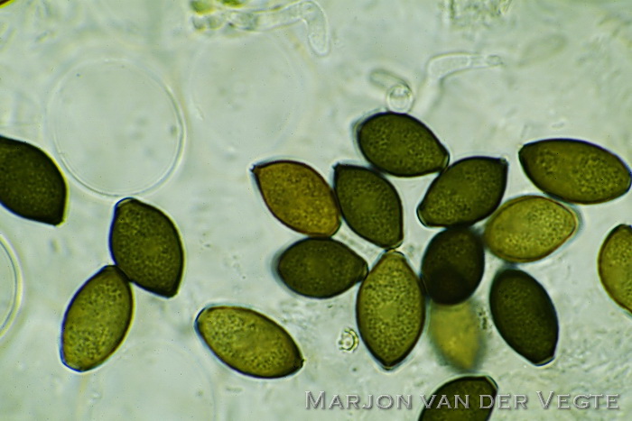 Grauwe vlekplaat - Panaeolus fimicola var. olivaceus