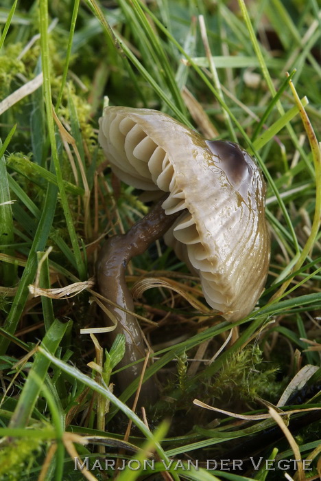 Grauwe wasplaat - Hygrocybe irrigata