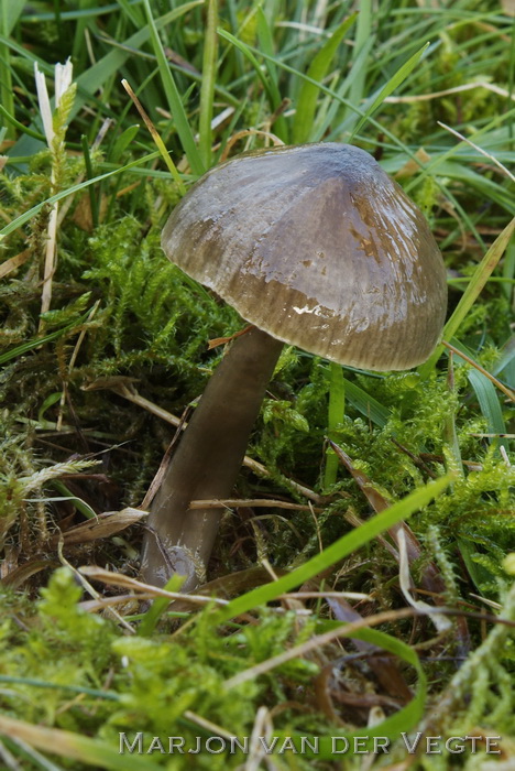 Grauwe wasplaat - Hygrocybe irrigata