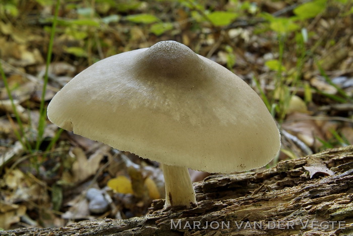 Grauwgroene hertenzwam - Pluteus salicinus