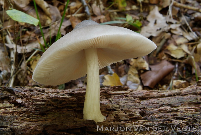 Grauwgroene hertenzwam - Pluteus salicinus