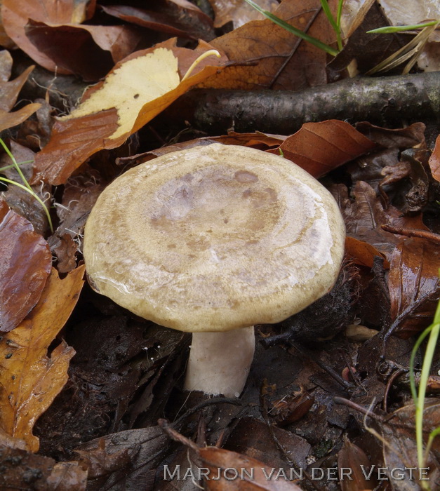 Grijsgroene melkzwam - Lactarius blennius