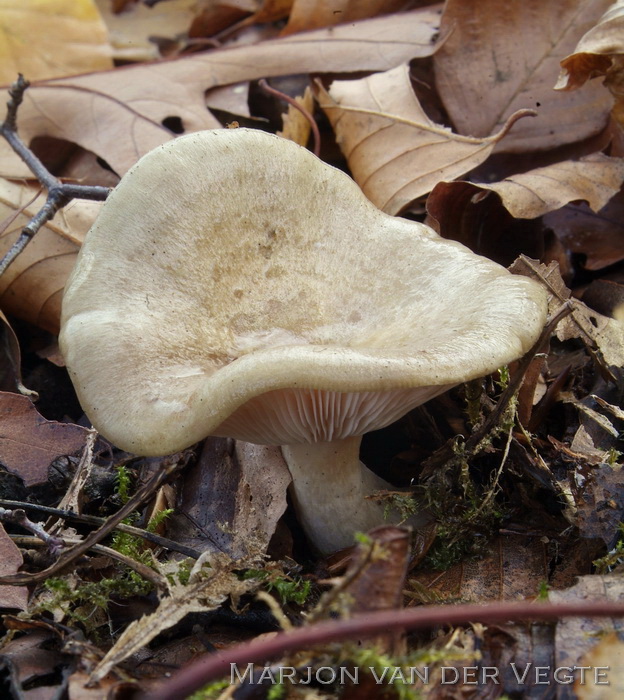 Grijsgroene melkzwam - Lactarius blennius