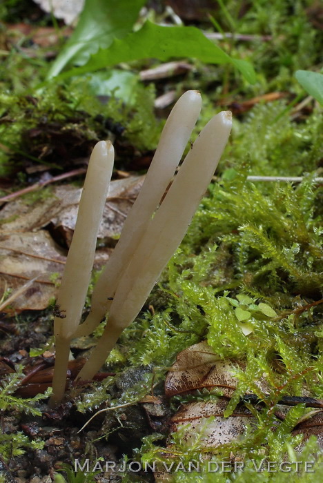 Grijze knotszwam - Clavaria daulnoyi