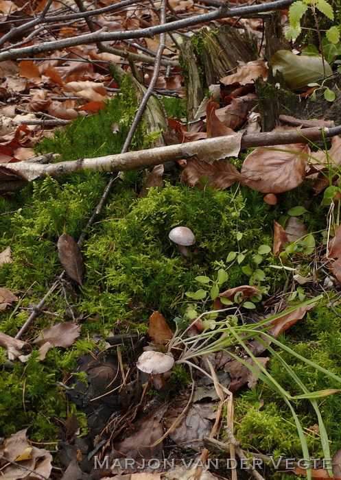 Grijze purpersteel gordijnzwam - Cortinarius subporphyropus