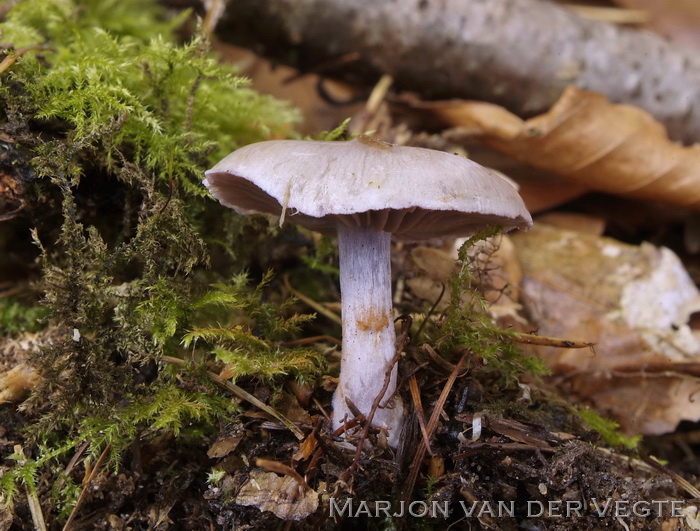 Grijze purpersteel gordijnzwam - Cortinarius subporphyropus