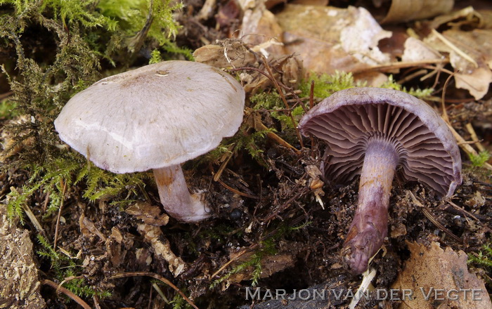 Grijze purpersteel gordijnzwam - Cortinarius subporphyropus