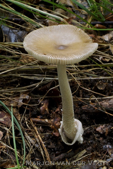 Kleine brokkelzakamaniet - Amanita olivaceogrisea