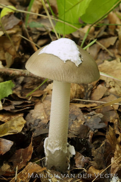 Grijze slanke amaniet - Amanita vaginata