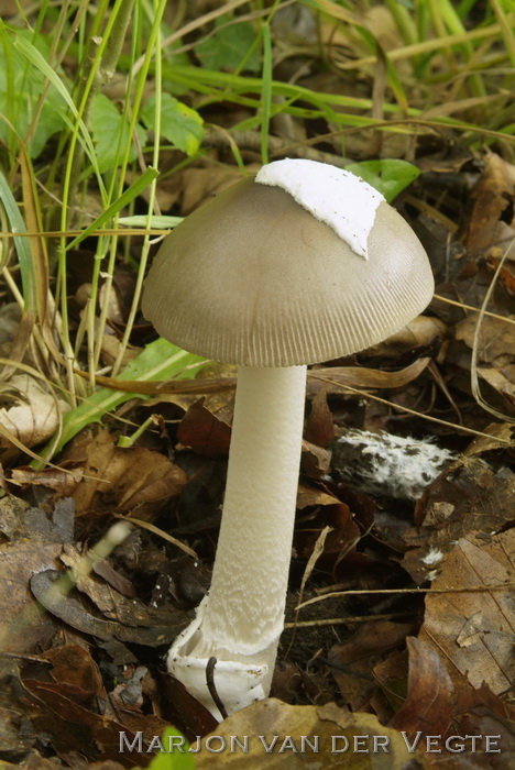 Grijze slanke amaniet - Amanita vaginata