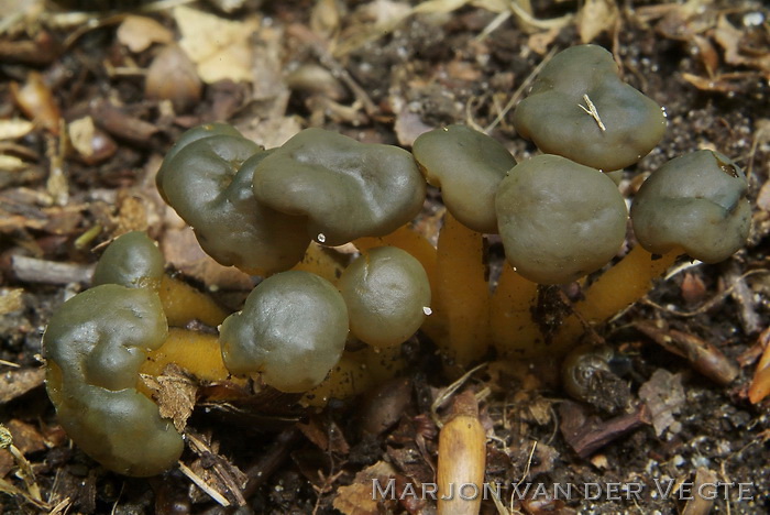 Groene glibberzwam - Leotia lubrica