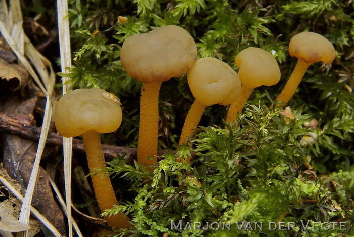 Groene glibberzwam - Leotia lubrica