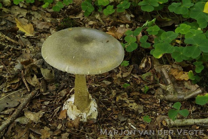 Groene knolamaniet - Amanita phalloides