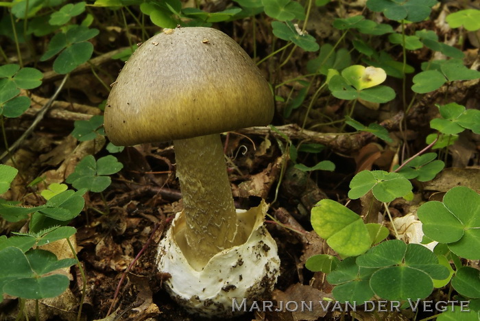 Groene knolamaniet - Amanita phalloides