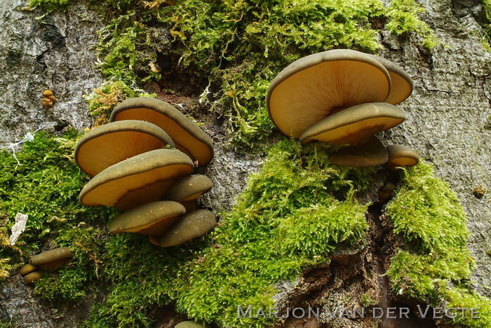 Groene schelpzwam - Sarcomyxa serotina