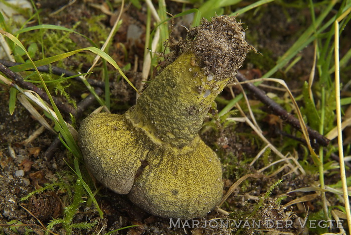 Groene zwameter - Hypomyces viridis
