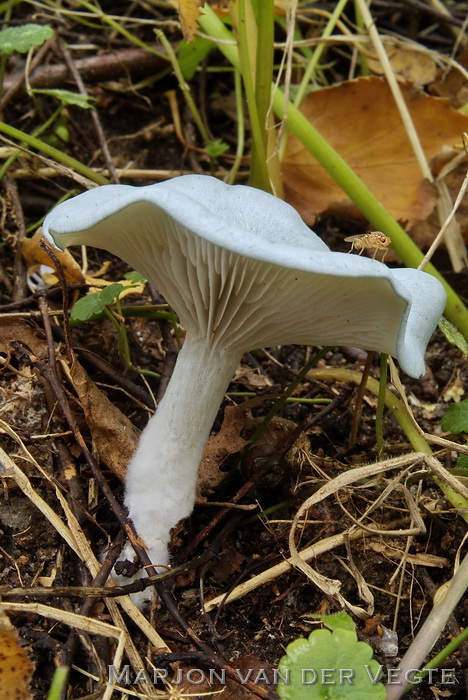 Groene anijstrechterzwam - Clitocybe odora