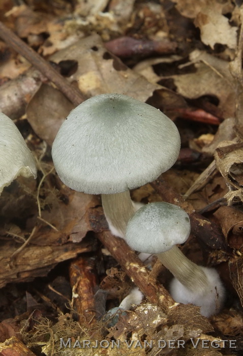 Groene anijstrechterzwam - Clitocybe odora