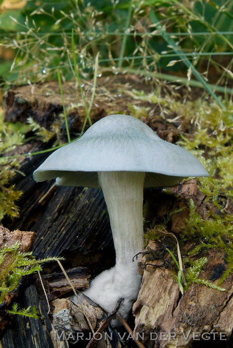 Groene anijstrechterzwam - Clitocybe odora