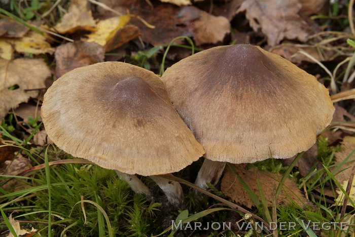 Verborgen gordijnzwam - Cortinarius valgus