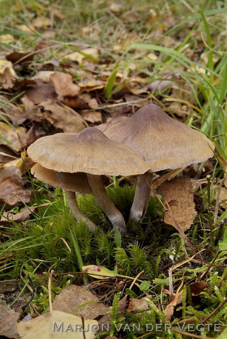 Verborgen gordijnzwam - Cortinarius valgus