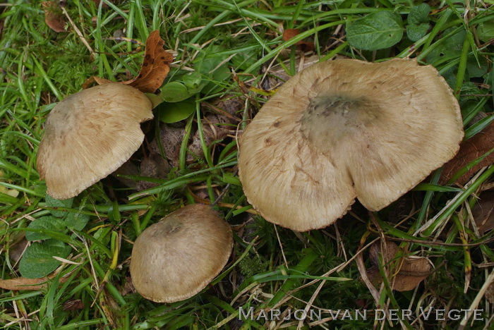 Groenige perevezelkop - Inocybe corydalina