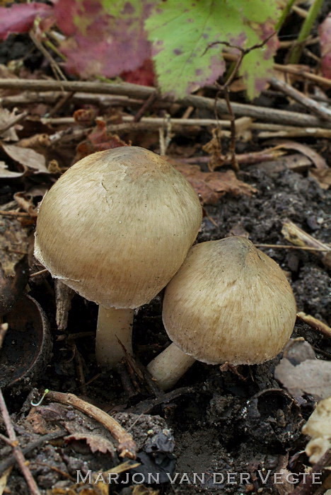 Groenige perevezelkop - Inocybe corydalina