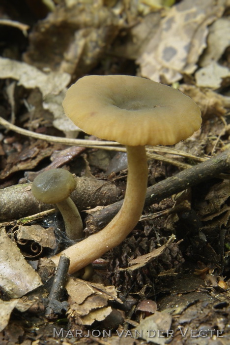 Groenige elzenmelkzwam - Lactarius obscuratus