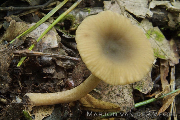 Groenige elzenmelkzwam - Lactarius obscuratus