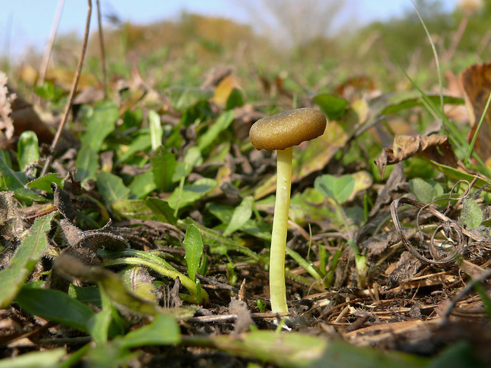 Groensteelsatijnzwam - Entoloma incanum