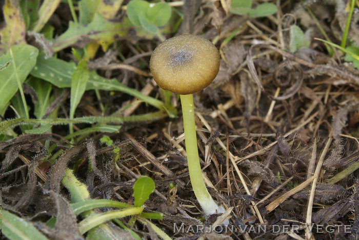 Groensteelsatijnzwam - Entoloma incanum