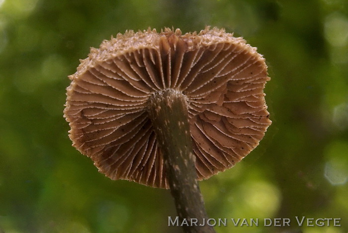 Groenvoetvezelkop - Inocybe calamistrata