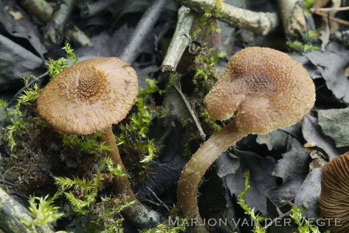 Groenvoetvezelkop - Inocybe calamistrata