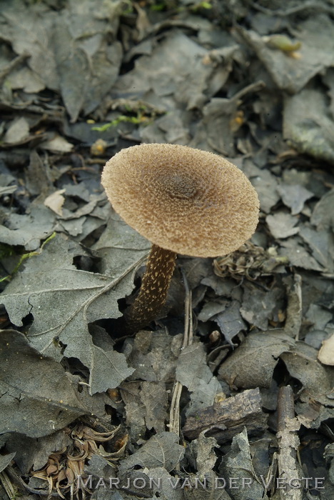 Groenvoetvezelkop - Inocybe calamistrata