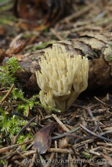 Groenwordende koraalzwam - Ramaria abietina