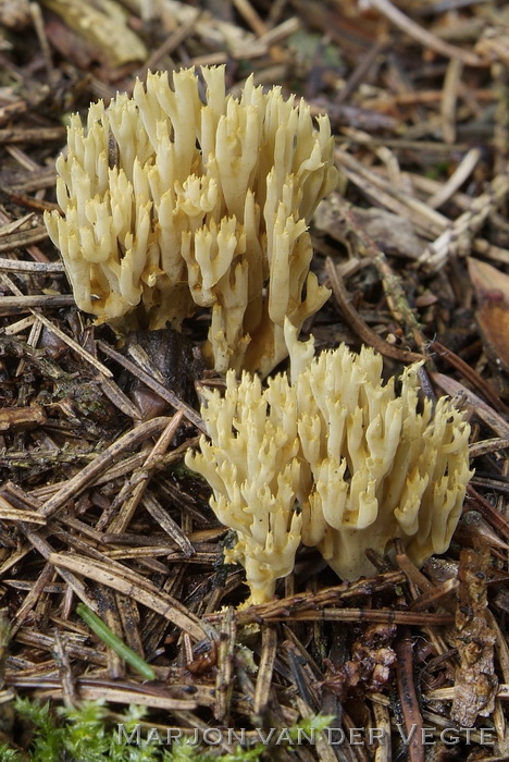 Groenwordende koraalzwam - Ramaria abietina