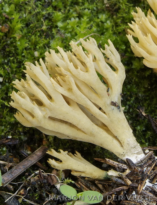 Groenwordende koraalzwam - Ramaria abietina